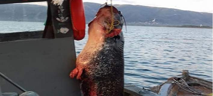 Επιασε ψάρι… 85 κιλών στη λίμνη Τριχωνίδα (εικόνες)